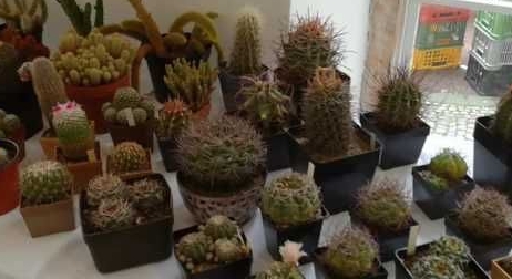 Výstava kaktusu, sukulentů a masožravých rostlin Nové Město nad Metují